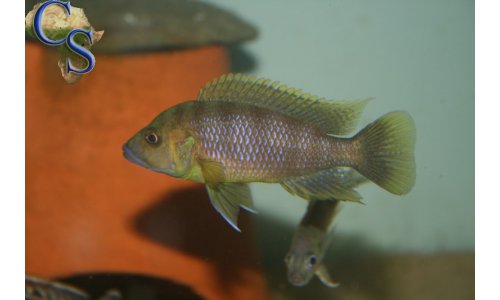 Ctenochromis benthicola
